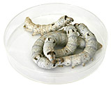 Large Silkworms