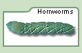 Hornworms