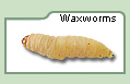 Waxworms